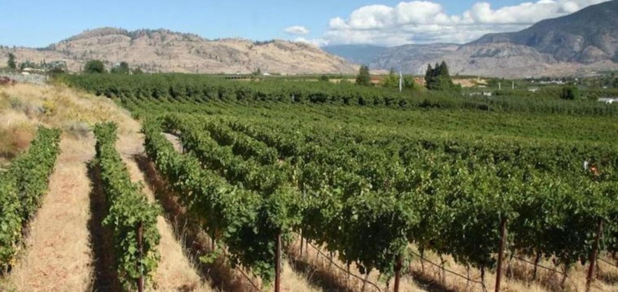 Holiday Inn Hotel & Suites Osoyoos By Ihg Dış mekan fotoğraf